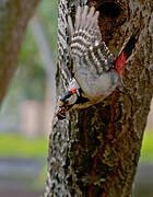 Great Spotted Woodpecker