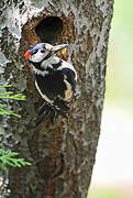 Great Spotted Woodpecker