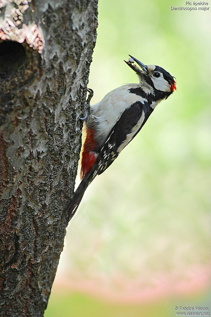 Great Spotted Woodpecker male adult, Reproduction-nesting