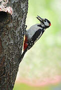 Great Spotted Woodpecker