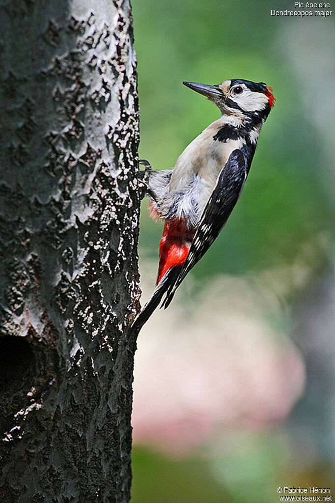 Great Spotted Woodpecker male adult, Reproduction-nesting