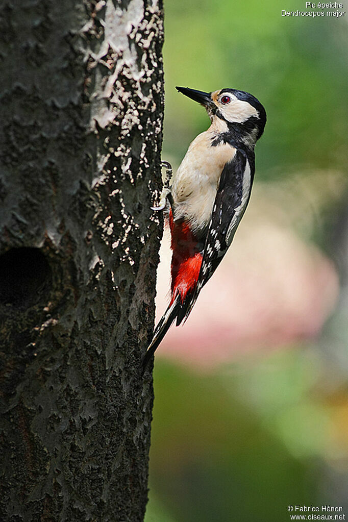 Great Spotted Woodpecker female adult, Reproduction-nesting