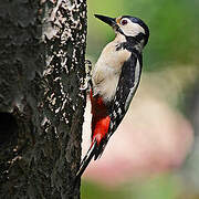 Great Spotted Woodpecker