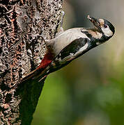 Great Spotted Woodpecker