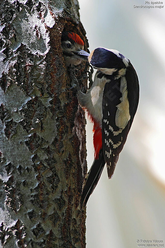 Great Spotted Woodpecker female adult, Reproduction-nesting