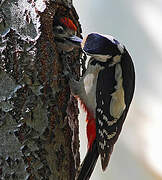 Great Spotted Woodpecker