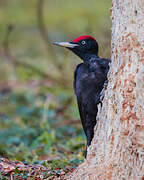 Black Woodpecker