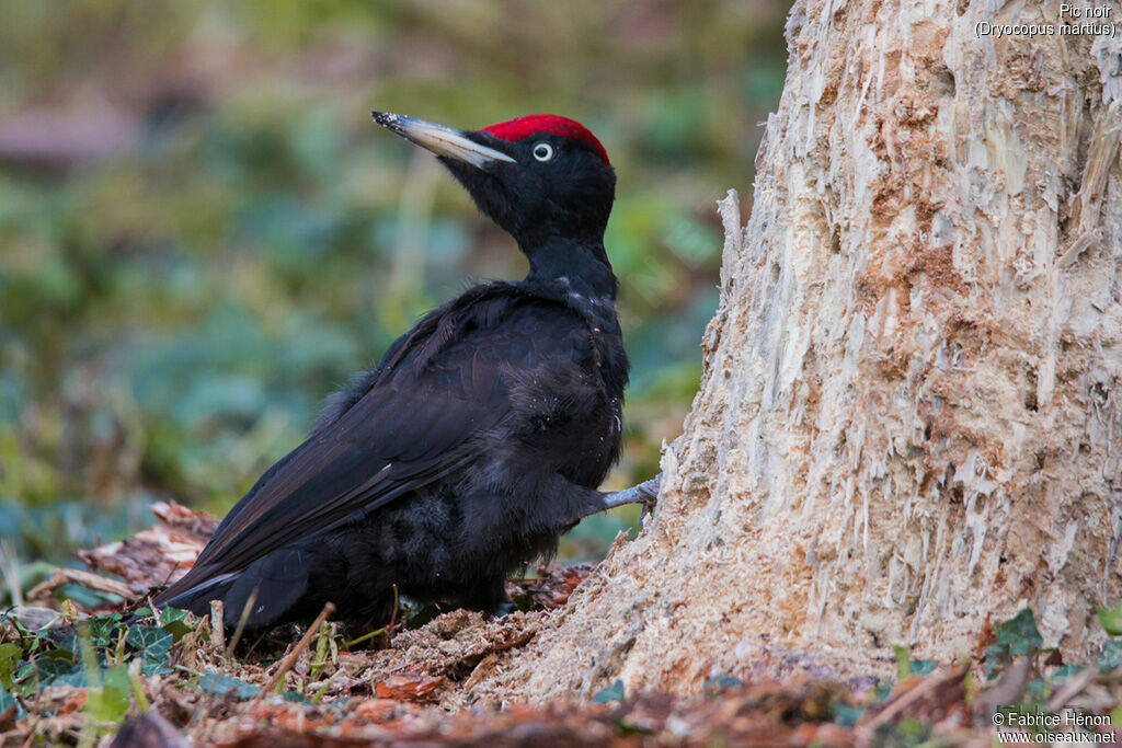 Black Woodpecker male adult, identification