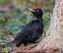 Black Woodpecker