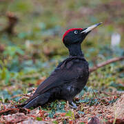 Black Woodpecker