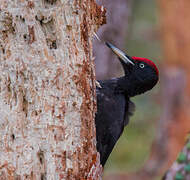 Black Woodpecker