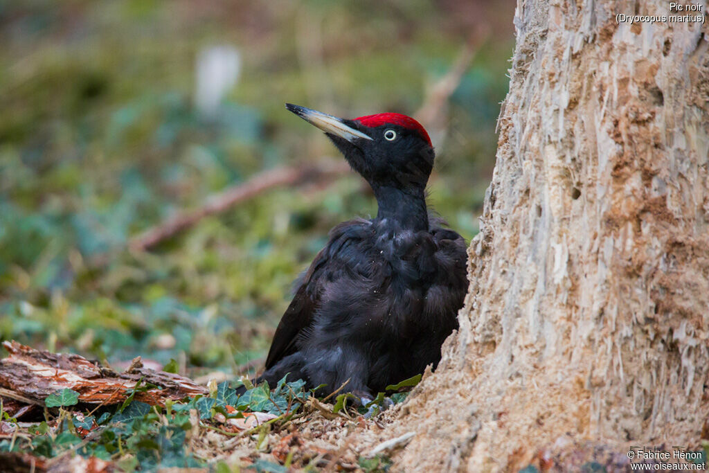 Black Woodpecker male adult