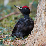 Black Woodpecker