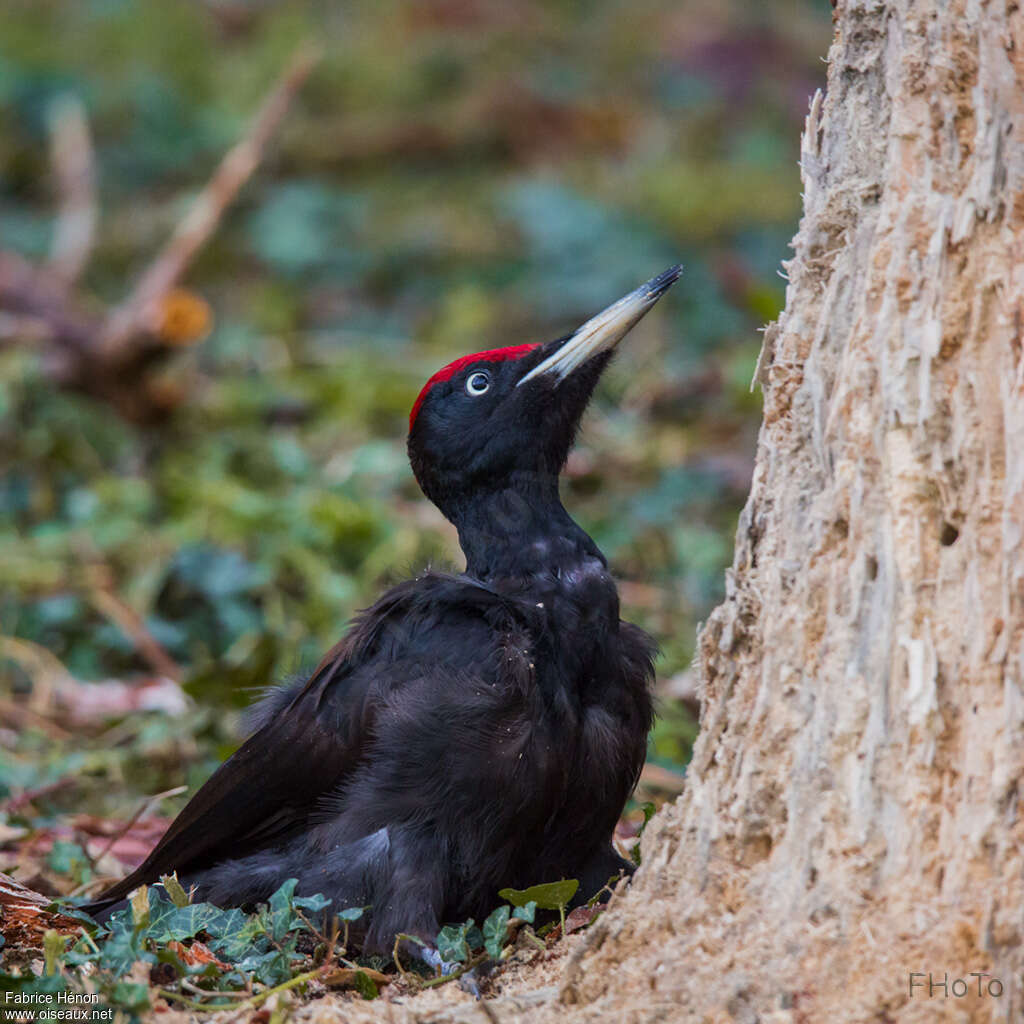 Black Woodpecker male adult, identification