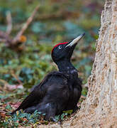 Black Woodpecker