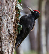 Black Woodpecker