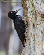 Black Woodpecker