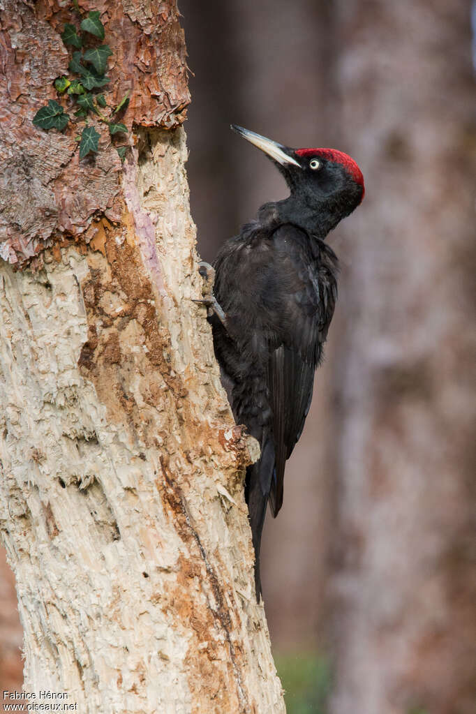 Black Woodpecker male adult, identification