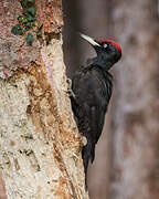 Black Woodpecker