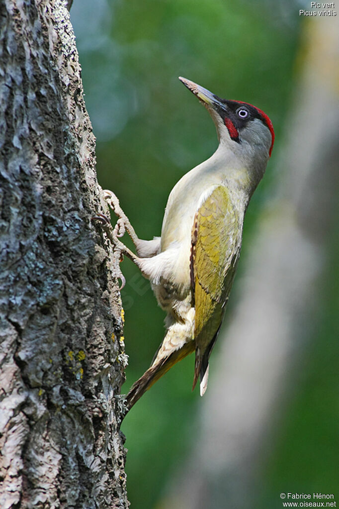 European Green Woodpecker male adult