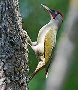 European Green Woodpecker