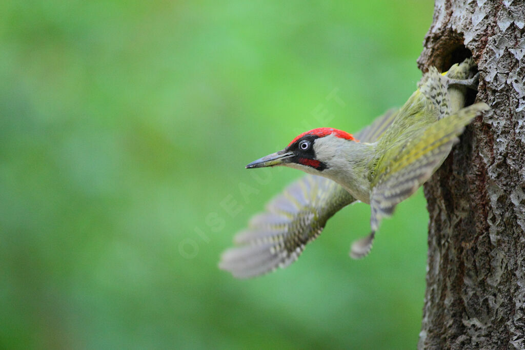 European Green Woodpecker