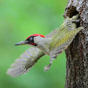 European Green Woodpecker