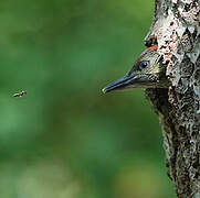 European Green Woodpecker