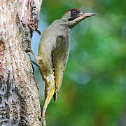 European Green Woodpecker