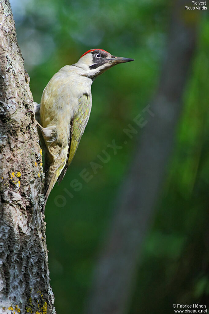 European Green Woodpecker female adult