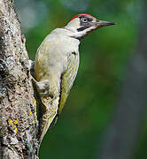 European Green Woodpecker