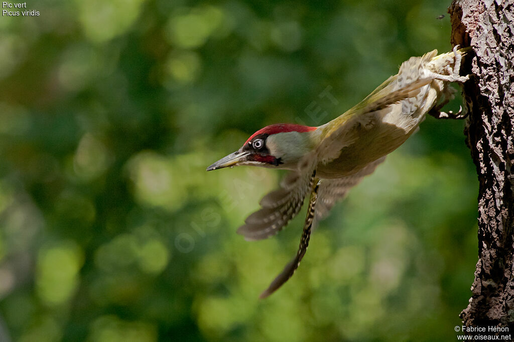 European Green Woodpecker male adult, Flight, Reproduction-nesting