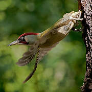 European Green Woodpecker