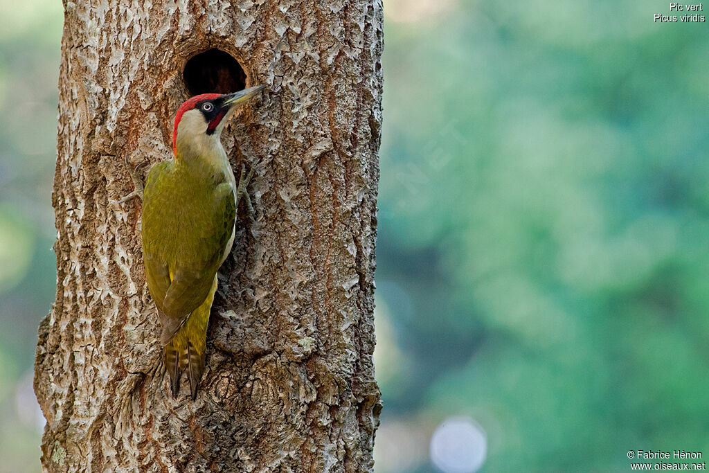 European Green Woodpecker male adult, Reproduction-nesting