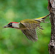 European Green Woodpecker