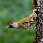 European Green Woodpecker