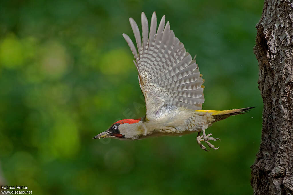 European Green Woodpecker male adult, Flight, Reproduction-nesting