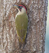 European Green Woodpecker