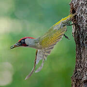 European Green Woodpecker