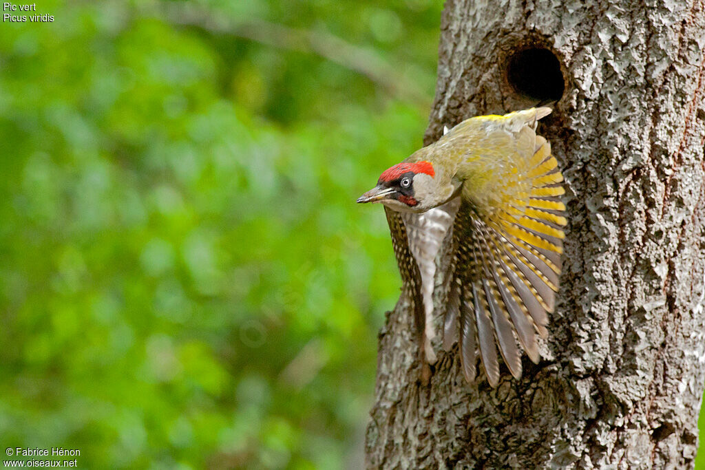 European Green Woodpecker male adult post breeding, Flight