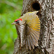 European Green Woodpecker