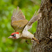 European Green Woodpecker