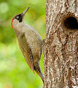 European Green Woodpecker