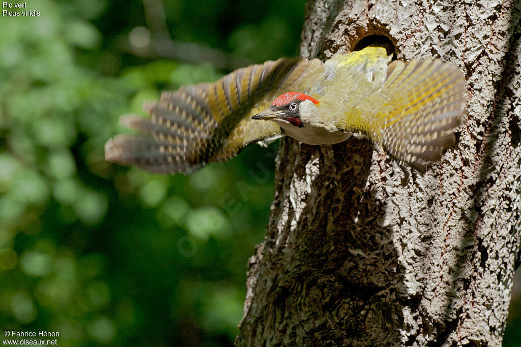 European Green Woodpecker male adult, Flight