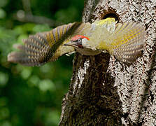 European Green Woodpecker