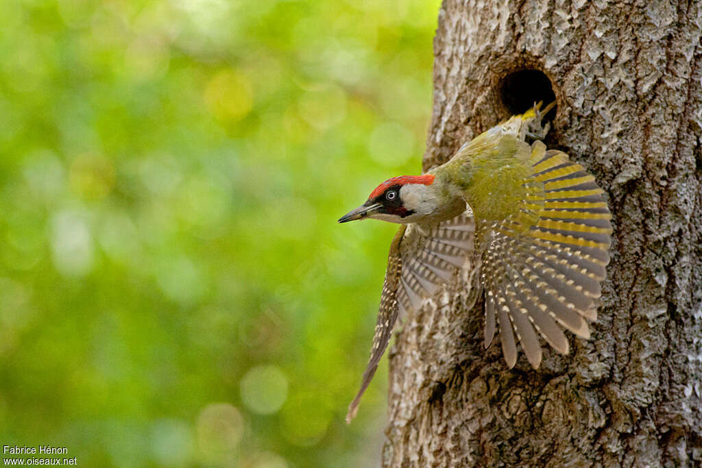 European Green Woodpecker male adult breeding, aspect, Flight