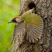 European Green Woodpecker