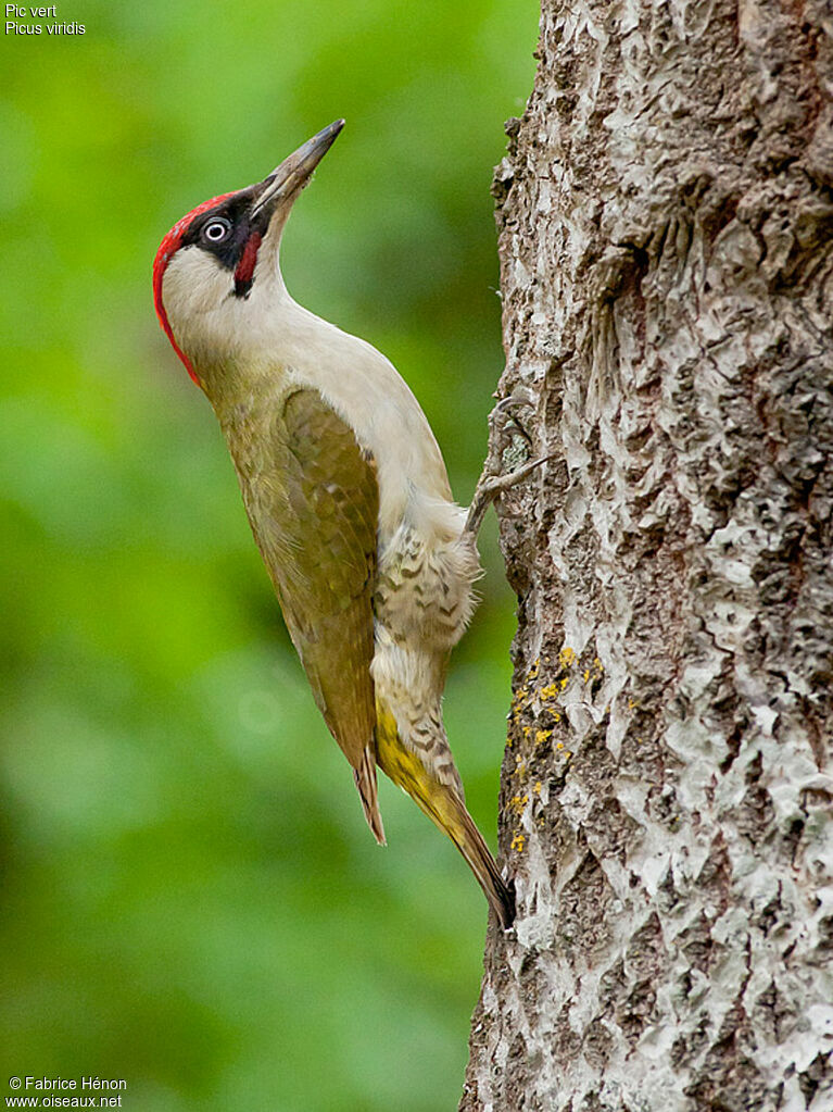 European Green Woodpecker male adult, identification