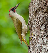 European Green Woodpecker