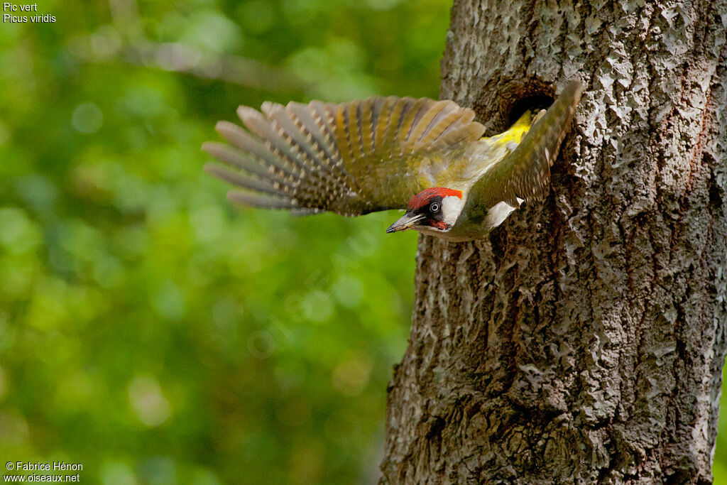 European Green Woodpecker male adult, Flight